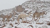 Snow blankets Tabuk