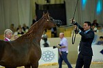 SHEIKHA HISSA BINT HAMDAN BIN RASHID AL MAKTOUM SHOWCASES DEBUT EQUESTRIAN-THEMED BOOK AT DUBAI INTERNATIONAL HORSE FAIR 