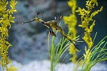 RARE AND ENDANGERED SEA DRAGONS MEET THE PUBLIC AT JEDDAH’S FAKIEH AQUARIUM