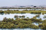 Leave your legacy at Anantara Sir Bani Yas Island