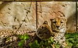 Rescued Cheetah Cubs Raised at Emirates Park Zoo and Resort 