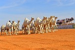 المملكة العربية السعودية تعلن إنطلاق مهرجان جائزة الملك عبدالعزيز لمزايين الإبل