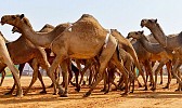 مهرجان ولي العهد للهجن يطلق الموقع الرسمي للتسجيل الإلكتروني