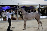 انطلاق بطولة جدة لجمال الخيل العربية الأصيلة بجدة