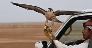 Saudi club launches project to protect falcons