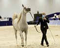 Equine industry set to meet again in-person with full health and safety protocols at Dubai International Horse Fair 2021