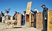 15 endangered mountain ibexes released in Soudah