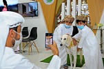 Abu Dhabi International Hunting & Equestrian Exhibition (ADIHEX) Celebrates the Saluki Dogs (The Arabian Saluki Greyhound)