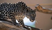 Saudi Arabia’s efforts to protect Arabian Leopard documented by Princess Reema Bint Bandar