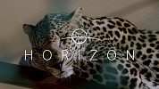 Saudi Arabia’s Ministry of Media launches Horizon documentary on Netflix, about wildlife in the Kingdom