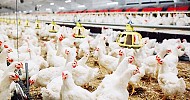  MEWA: Poultry meat production up 9% to 558M kg in H1 2024